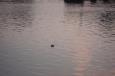 Zeehond lacht ons toe