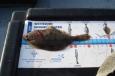 Botje van 16 cm