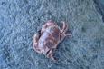 Groote Noordzee krab