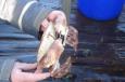 Groote Noordzee krab
