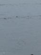 Zoek de Zeehond