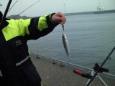 Harm met mini Zeebaars