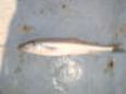De Rival 24-09-2011