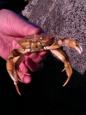 Een van de velen krabben
