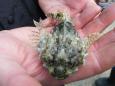 Een zeldzame groene zeedonderpad  (7)